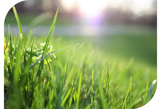 herbe coupée